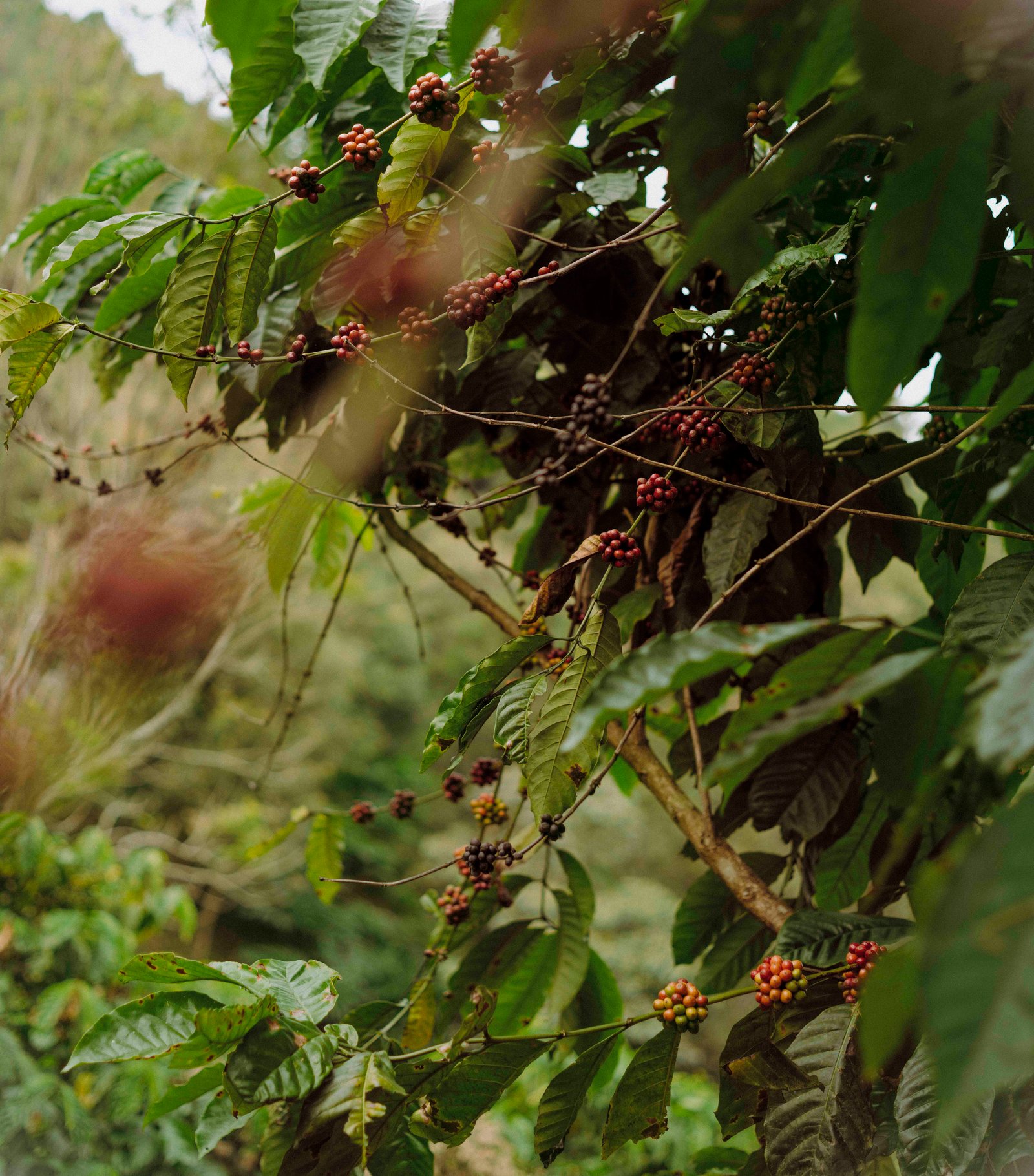 Coffee plantation