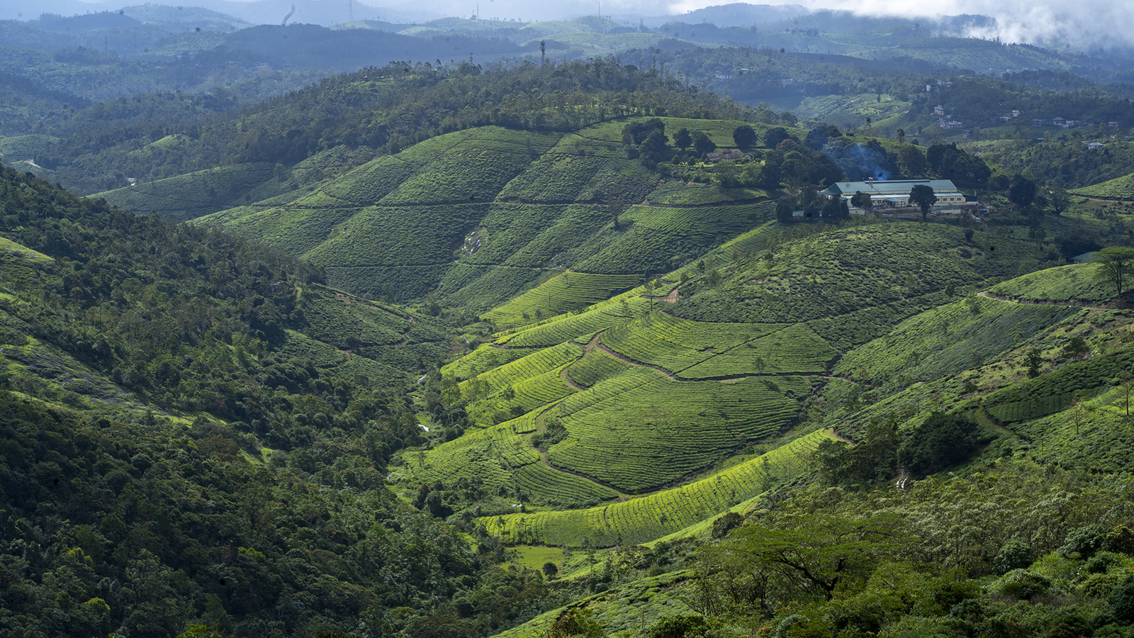 Coffee estate