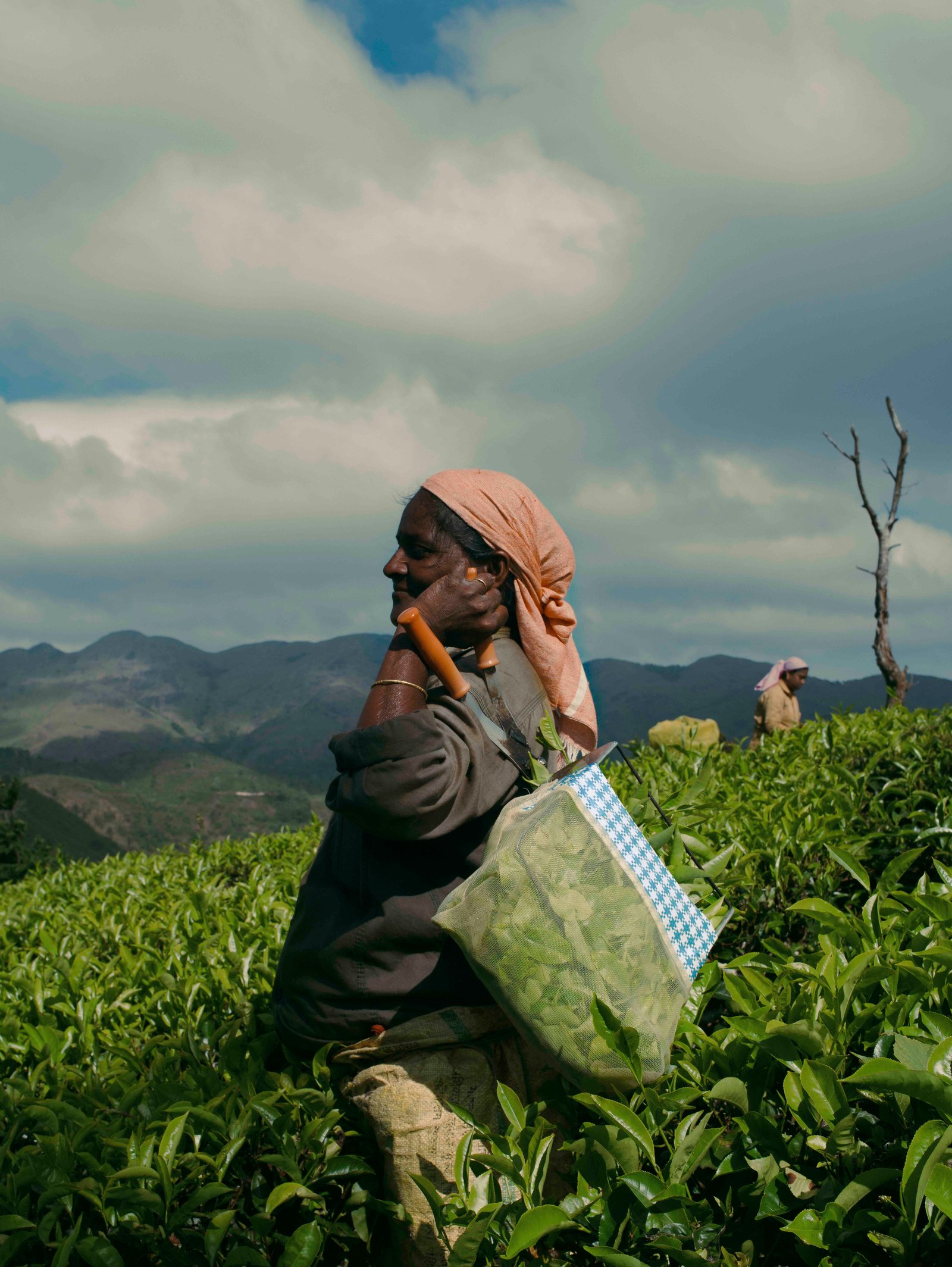 Cardamom plantation