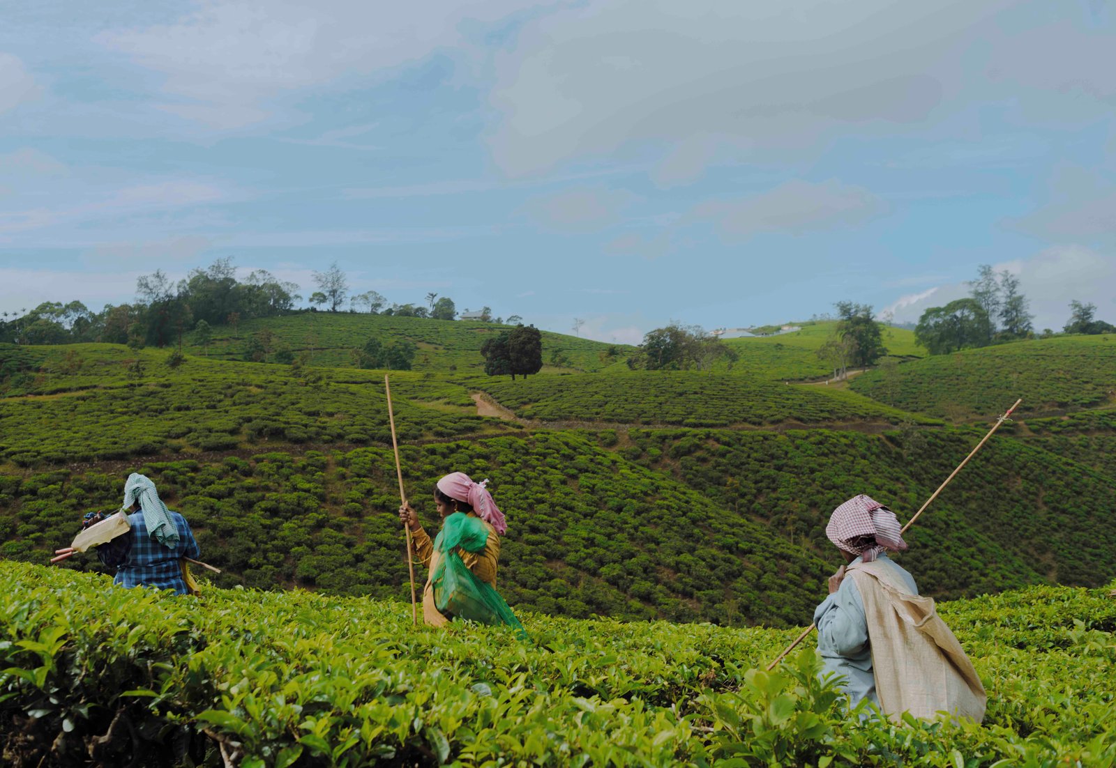 Tea gardens panoramic view